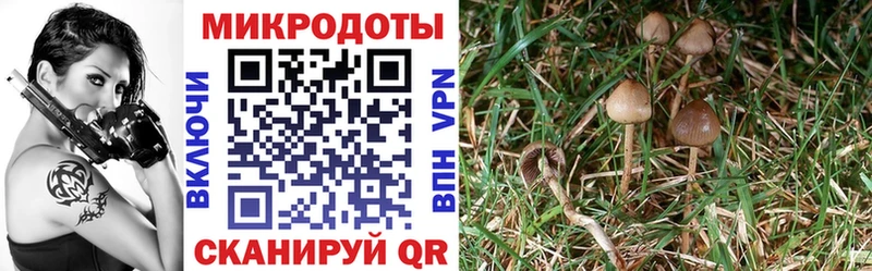 Псилоцибиновые грибы мицелий  хочу   Нижний Новгород 